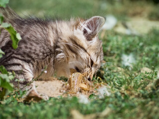 Small kitten eats a fish.