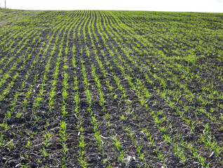 Winter wheat sowings