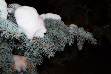 Branches of a coniferous tree, blue spruce in winter close-up.