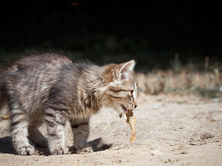 Small kitten eats a fish.