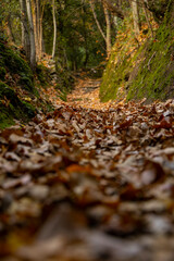 Path in an autumnal wood covered with orange, red and yellow leaves. towards inner peace