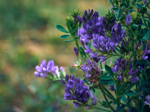 Flowers of alfalfa in the field. Medicago sativa.
