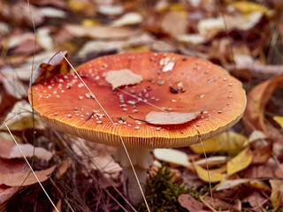Fly agaric in the autumn forest.