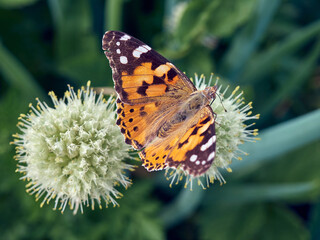 Fototapeta na wymiar Colorful butterfly on a flower.