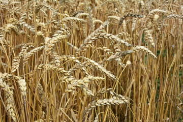 Background of wheat ears