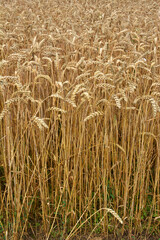Background of wheat ears