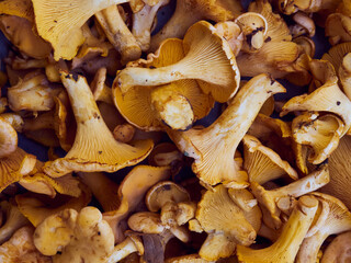 Fresh yellow chanterelle edible mushrooms.
