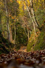 Path in an autumnal wood covered with orange, red and yellow leaves. towards inner peace