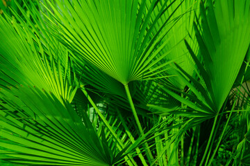 Green palm tree leaf with sunlight reflection. Abstraction background. Tropical forest
