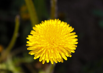 yellow dandelion flower