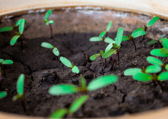 plant in the soil