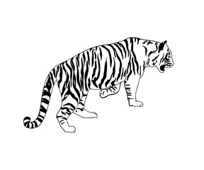 Fototapeta na wymiar Vector hand drawn minimalistic illustration of tiger. Creative artwork. Template for card, poster, banner, print for t-shirt, pin, badge, patch.