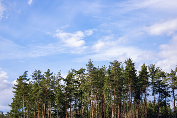 Pine forest on a background of blue sky with clouds. Landscape. Plenty of space for text