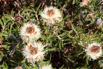 Flowering myrtle shrub Conothamnus trinervis endemic to Western Australia (Lesueur National Park)
