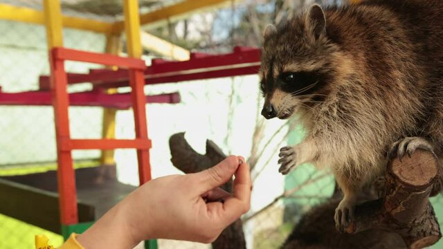 Man is feeding raccoons. Domestication of tamed wild animals. Coon eat from hands in the manual contact zoo, male feeds beast. Beautiful, brown. Racoons begging picknicking human.