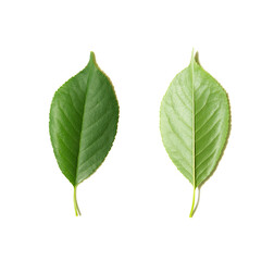 Green tree leaves summer nature isolated white background