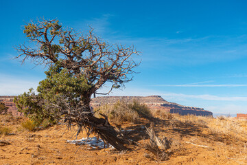 Dried tree in Utah yellow desert on canyon valley and blue sky background.