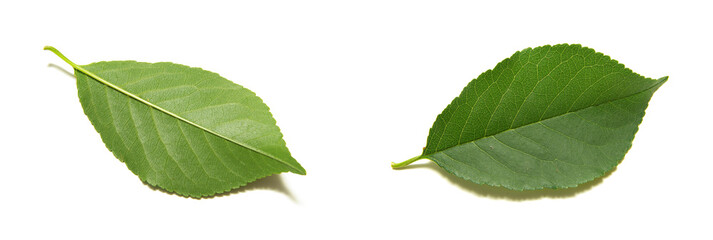 Green tree leaves summer nature isolated white background