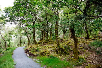 Fototapeta na wymiar Glenveagh National Park, Donegal in Northern Ireland. Beautiful rough landscape with green moss forest, lake, park and waterfall, second largest park of the country. Gleann Bheatha in Irish language