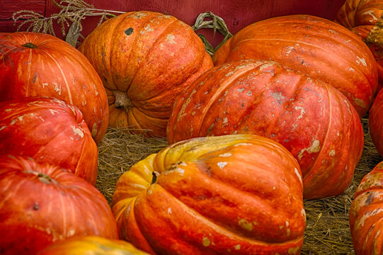 Grandaddy Pumpkins