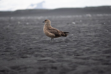 bird skúa on the beach of Jökulsárlon in Iceland
