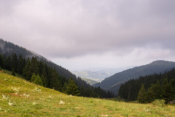 Meadow and hills with coniferous forest under stormy clouds in summer