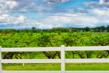 Fototapeta na wymiar White Fence borders a orchard under cloudy skies