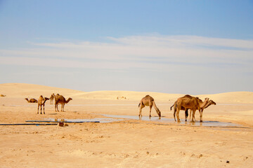 Fototapeta na wymiar Camels in Sahara desert drink water from puddle
