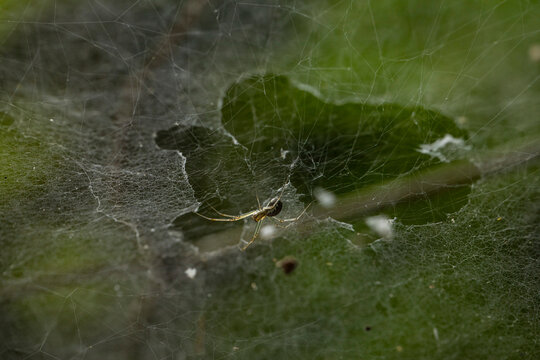 A spider web hanging on small branches with a small spider in the center of the image, the cobweb shines from the sunlight.
