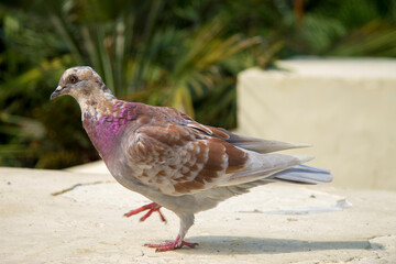One colorful dove standing in the park outdoor