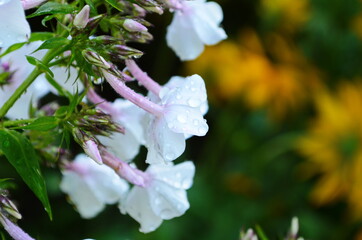 Phlox paniculata, fall phlox, garden phlox perennial phlox