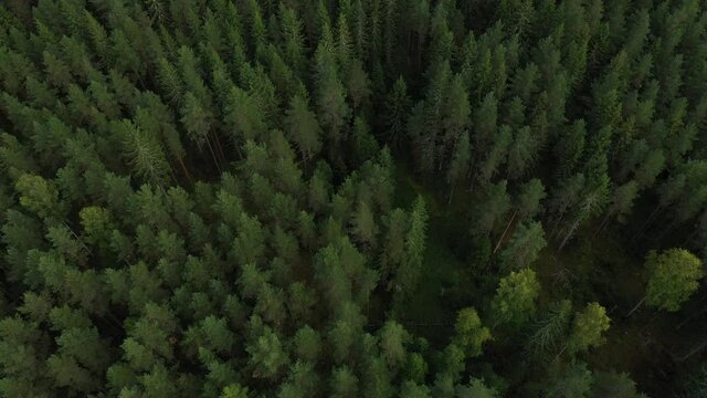 Vue a&eacute;rienne par drone de la Su&egrave;de en automne 