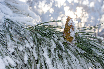 Сосновая шишка в снегу на фоне солнечного света