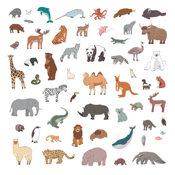 Animals vector hand drawn world illustrations set