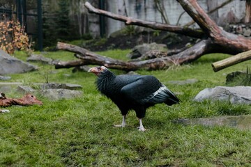 Californian condor
