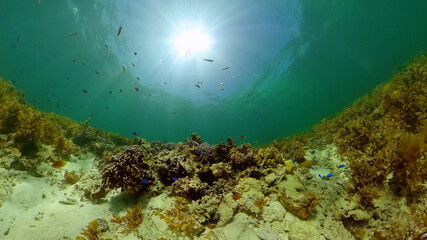 Tropical coral reef. Underwater fishes and corals. Philippines.