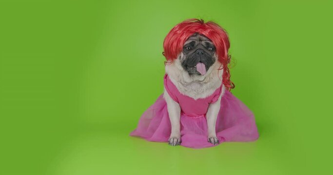 Funny, cute female pug dog in red wig and pink dress look like girl princess. Beauty hair. Green screen. Green background. Funny animal concept.
