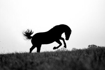 Fototapeta na wymiar Horse silhouette galloping in field