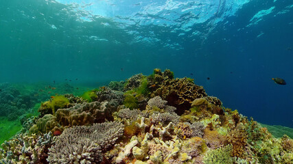 Reef Coral Tropical Garden. Tropical underwater sea fish. Colourful tropical coral reef. Philippines.