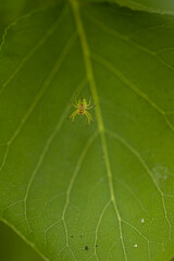 A spider web hanging on small branches with a small spider in the center of the image, the cobweb shines from the sunlight. In the background a large green leaf