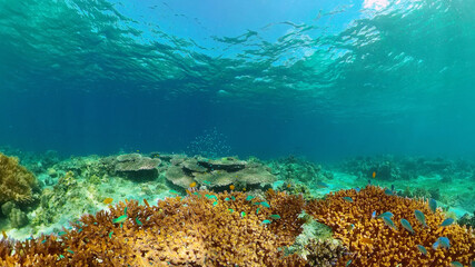 Colorful tropical coral reef. Hard and soft corals, underwater landscape. Travel vacation concept. Philippines.