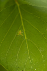 A spider web hanging on small branches with a small spider in the center of the image, the cobweb shines from the sunlight. In the background a large green leaf