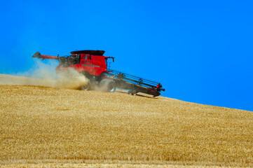 Fototapeta premium Grain Harvesting
