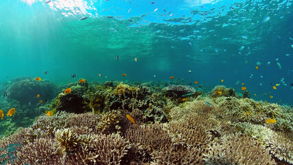 Coral reef underwater with fishes and marine life. Coral reef and tropical fish.