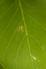 A spider web hanging on small branches with a small spider in the center of the image, the cobweb shines from the sunlight. In the background a large green leaf