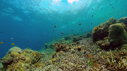 Fototapeta na wymiar Sea coral reef. Underwater Tropical Sea Seascape. Tropical fish reef marine. Philippines.