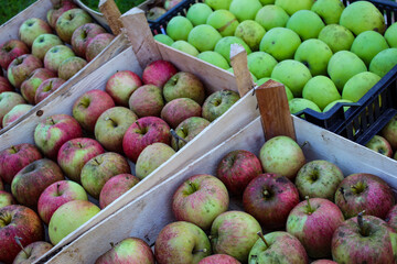 Perfectly stacked hand-picked apples. Apples after harvest in crates. Different apples in crates.