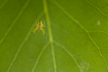A spider web hanging on small branches with a small spider in the center of the image, the cobweb shines from the sunlight. In the background a large green leaf