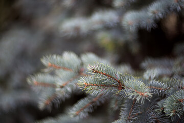 Christmas tree branch close-up with space for text. New year greeting card with a copy of the space.