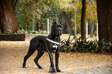 Portrait of a big outstanding cane corso, a breed of italian mastiff, standing in guard position in a park